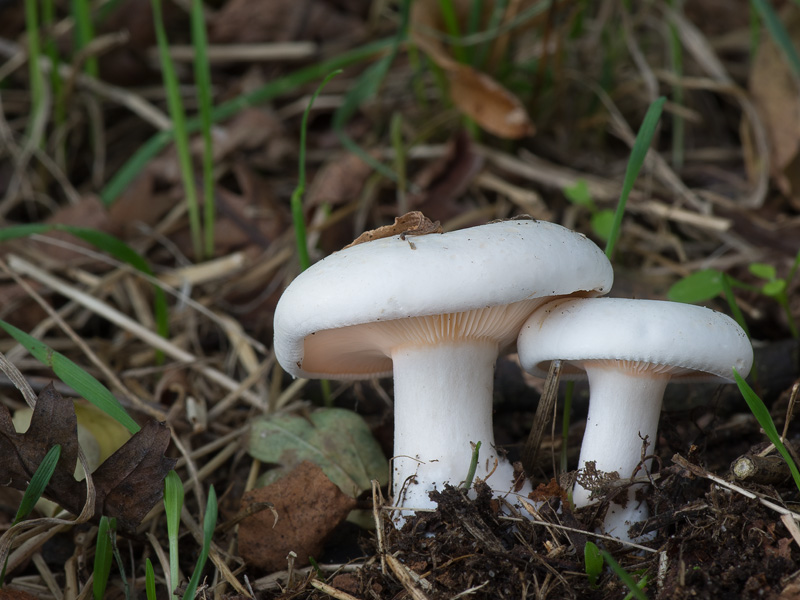 Leucopaxillus rhodoleucus